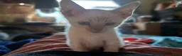 Bengal cats for sale: Blue eyes Snow bengal lynx kittens  - Advert 3