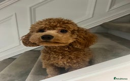 Cavapoo dogs for stud: Cavapoo Stud – Rue (Apricot, FB1) 🐾 - Image 2