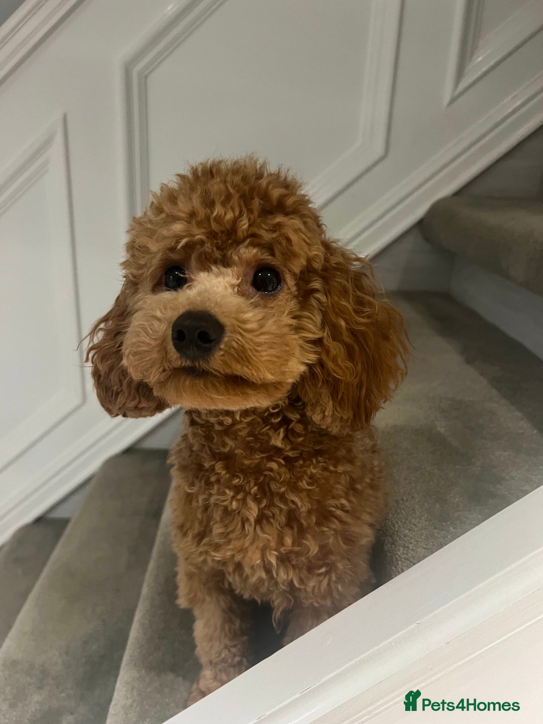 Cavapoo dogs for stud: Cavapoo Stud – Rue (Apricot, FB1) 🐾 - Image 2