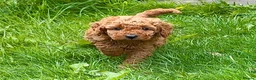 Miniature Poodle dogs for sale: Four beautiful fox red miniature poodles  - Advert 7