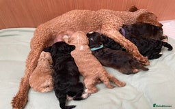 Cockapoo dogs for sale: F2 Cockapoo’s - Image 1