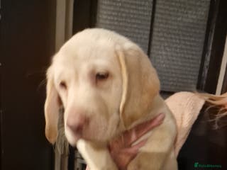 Labradoodle dogs Beautful labradoodle puppies available for sale - Advert 8