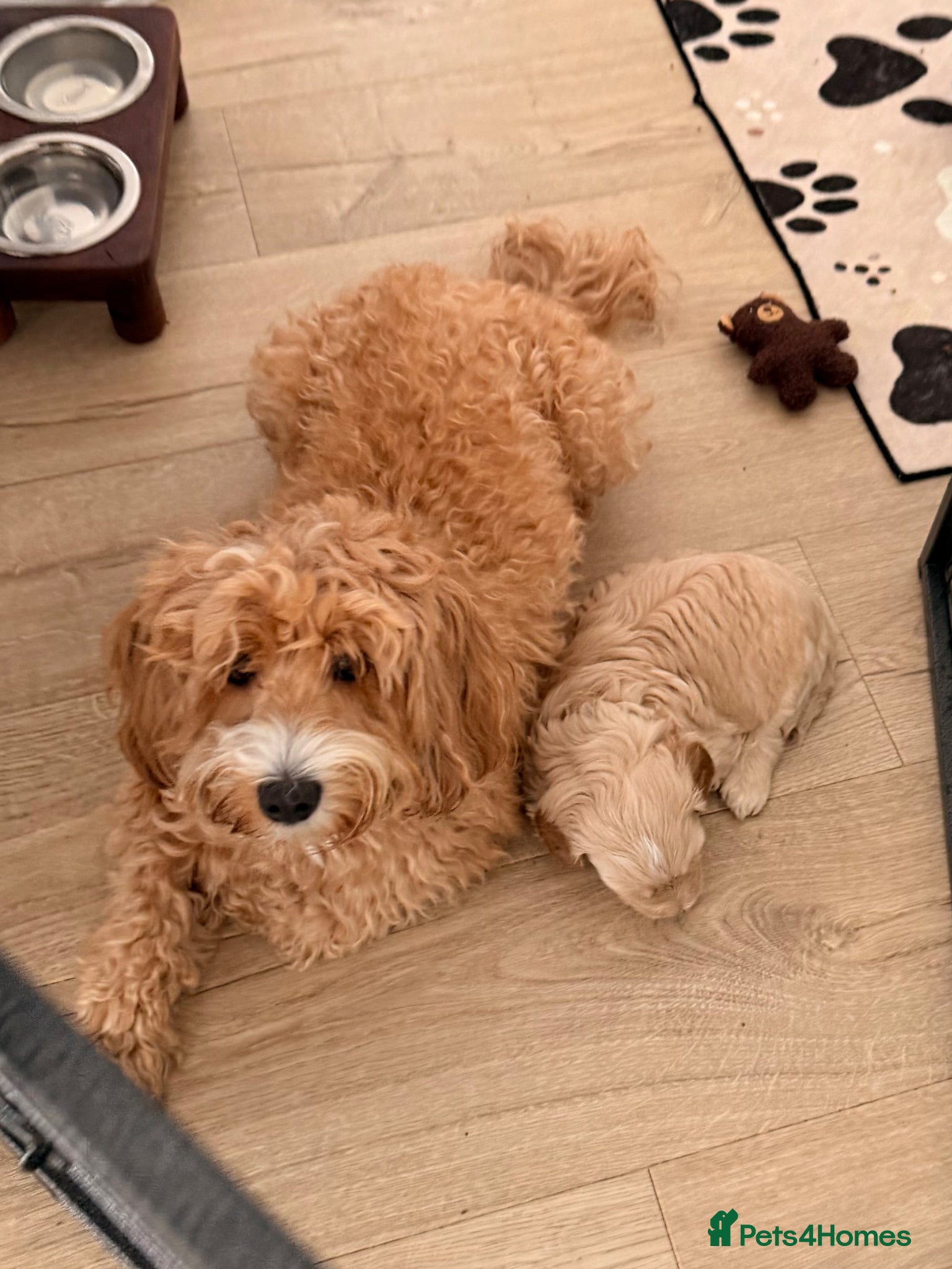 Australian Labradoodle dogs Stunning Australian Labradoodles puppies - Advert 2