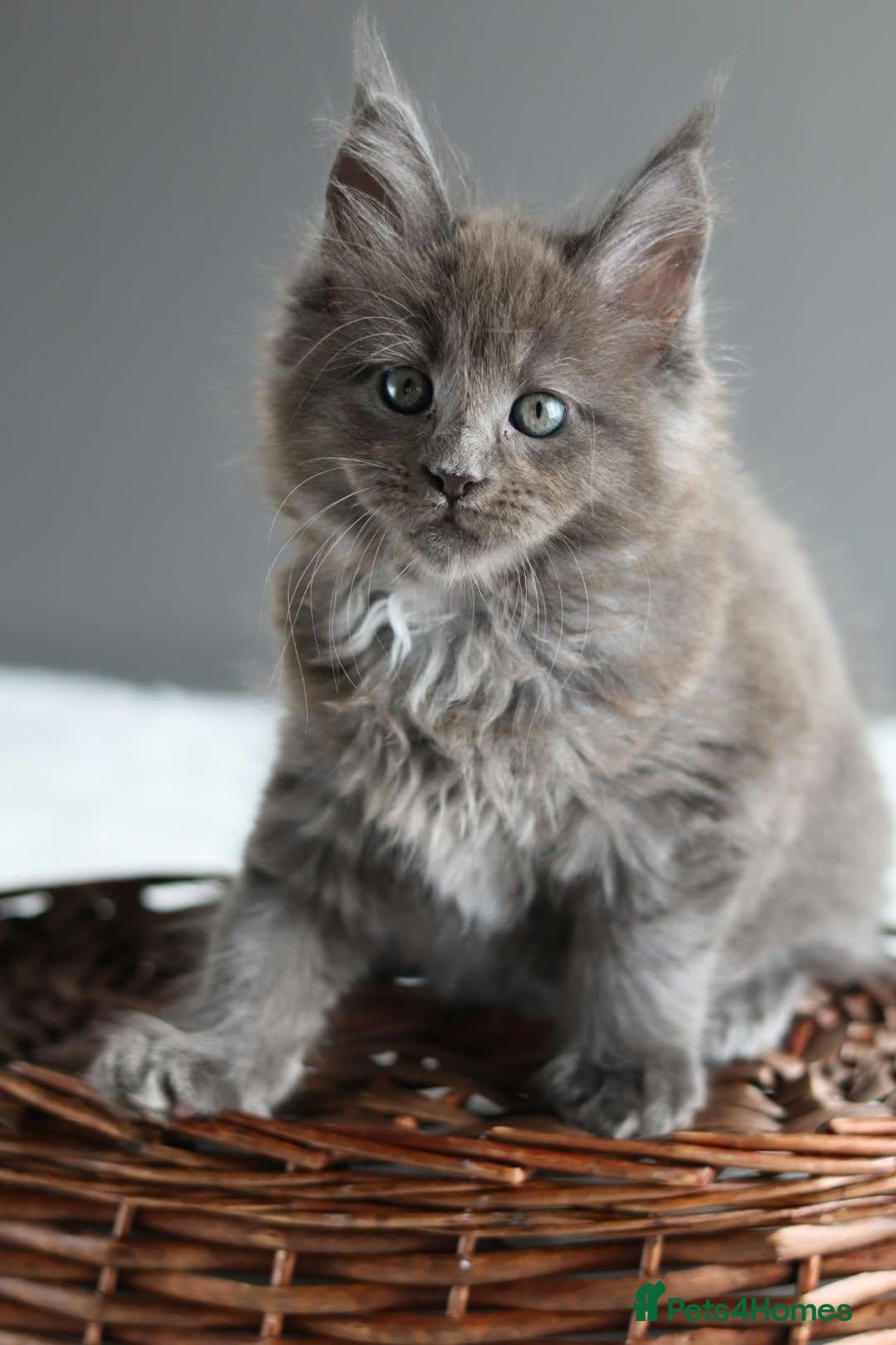 Maine Coon cats Pedigree Maine Coon Kittens/ TICA - Advert 2