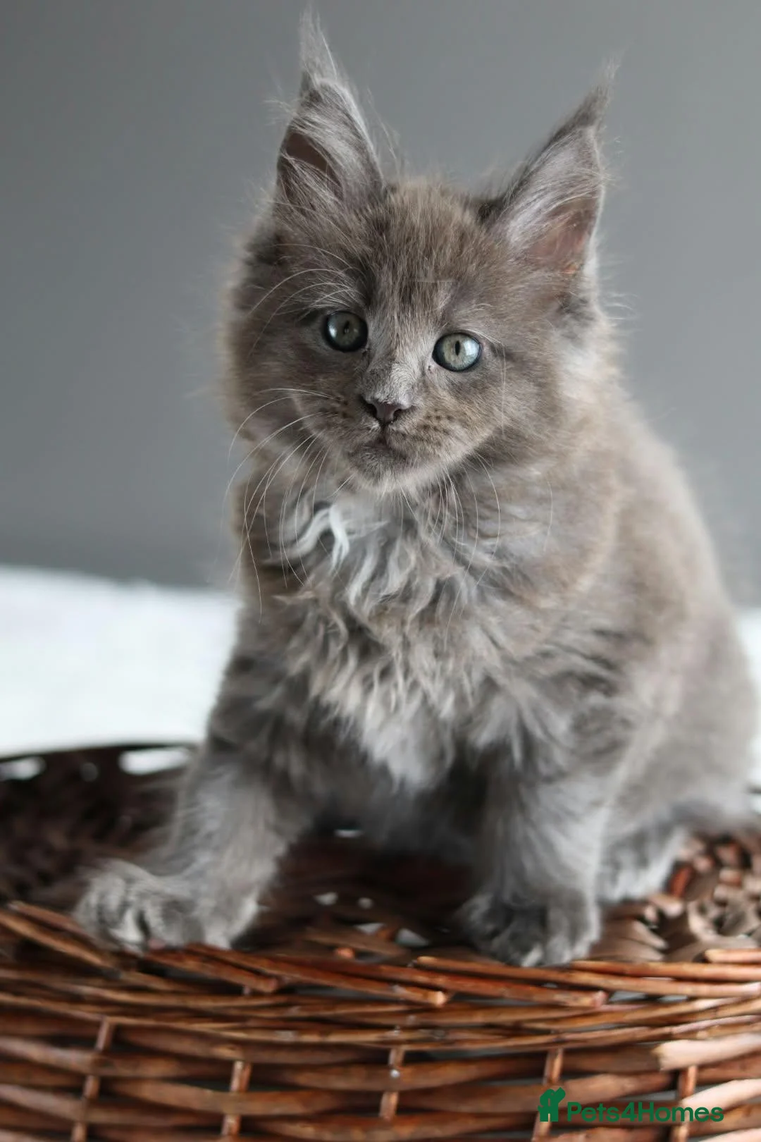 Maine Coon cats for sale: Pedigree Maine Coon Kittens/ TICA - Advert 2