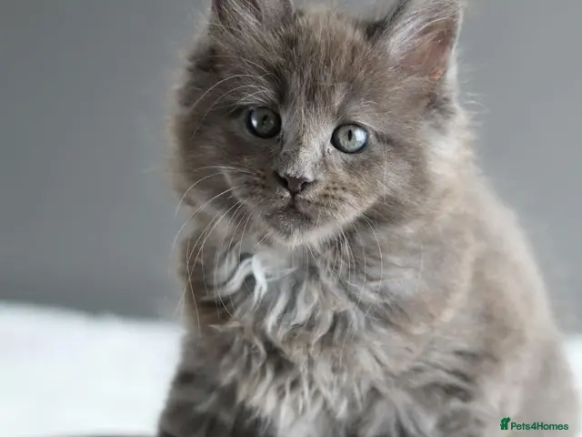 Maine Coon cats for sale: Pedigree Maine Coon Kittens/ TICA - Advert 2