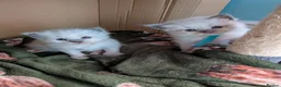 Ragdoll cats for sale: Beautiful ragdoll kittens 2 boys 1 girl  - Advert 1