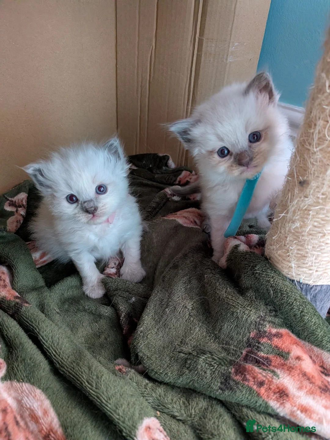 Ragdoll cats for sale: Beautiful ragdoll kittens 2 boys 1 girl  - Advert 1