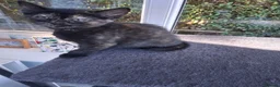Mixed Breed cats for sale: Gorgeous Tortoiseshell and ghost tabbies 😻 - Advert 16