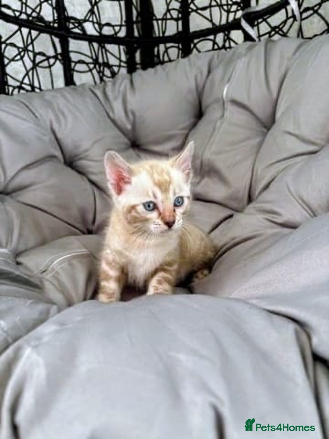 Bengal cats for sale: 🐾Gorgeous Pure Bengals Ready Now🐾 - Image 12