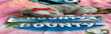 ✨Bounty✨🐶