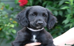 Cocker Spaniel dogs for sale: KC Registered Cocker Spaniel Puppies - Image 2