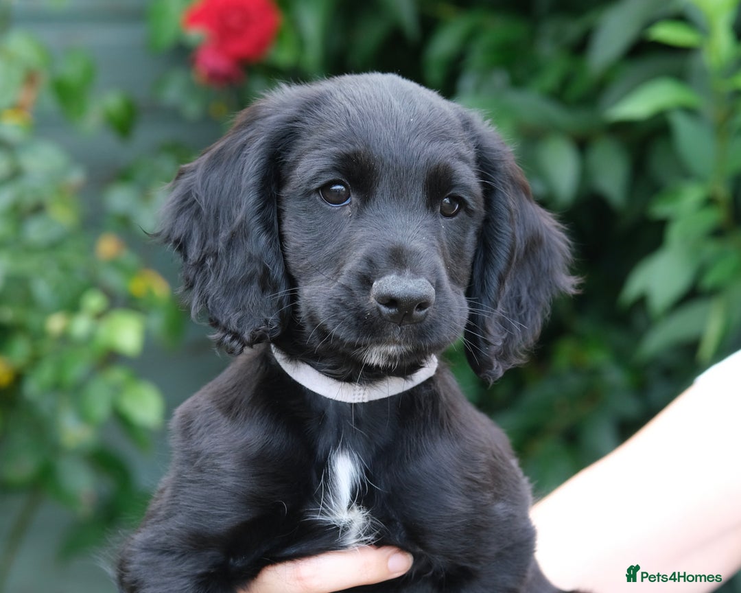 Cocker Spaniel dogs for sale: KC Registered Cocker Spaniel Puppies - Image 2