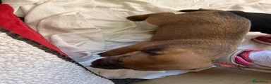 Mixed Breed 1
