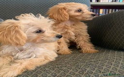 Chipoo dogs for sale: Beautiful Chipoo Pups - Image 4