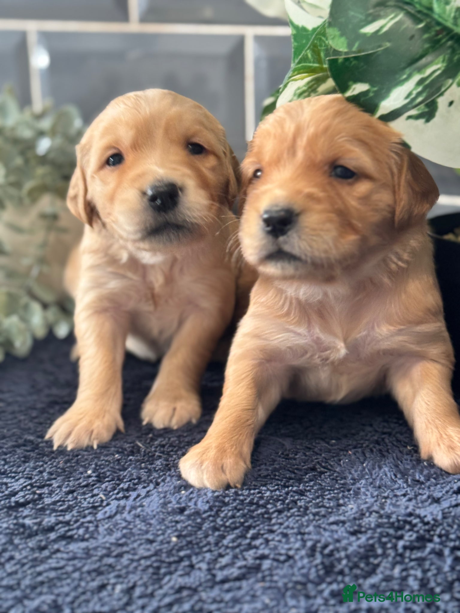 Golden Retriever dogs 8 exceptional Golden Retriever  - Advert 1