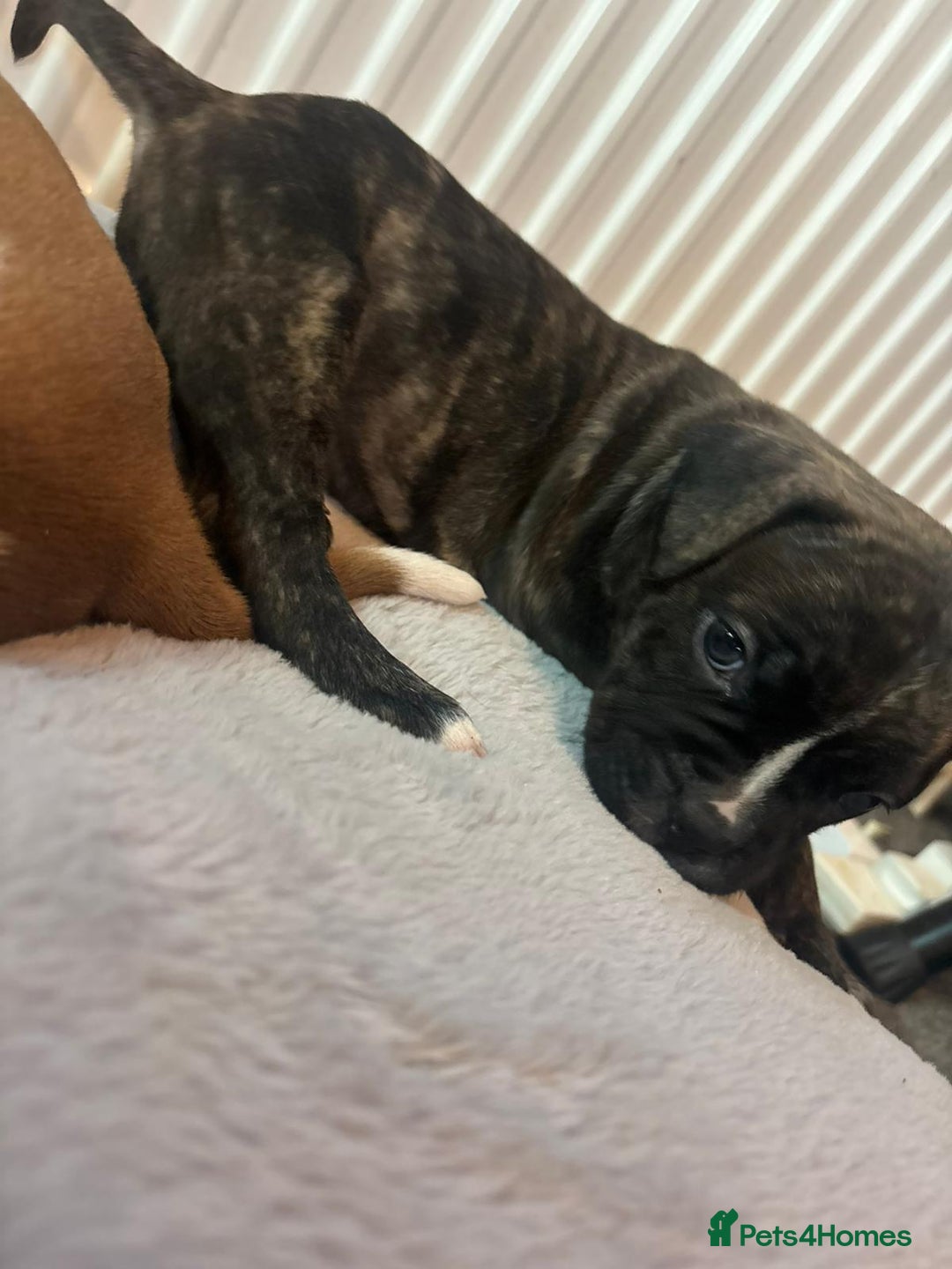 American Bulldog dogs for sale: American bulldog pups for sale - Advert 20