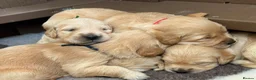 Golden Retriever dogs for sale: Golden Retriever Puppies - Advert 9