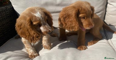 Cocker Spaniel dogs - Advert 11