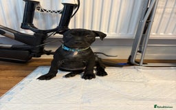 Staffordshire Bull Terrier dogs for sale: Beautiful Staffordshire bull terriers pups - Image 1