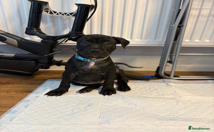 Staffordshire Bull Terrier dogs - Advert 2