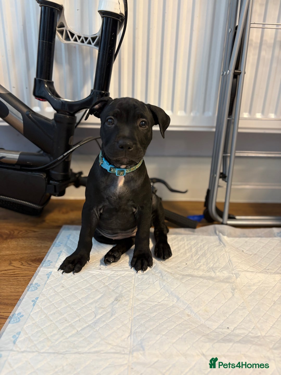 Staffordshire Bull Terrier dogs for sale: Beautiful Staffordshire bull terriers pups - Image 1