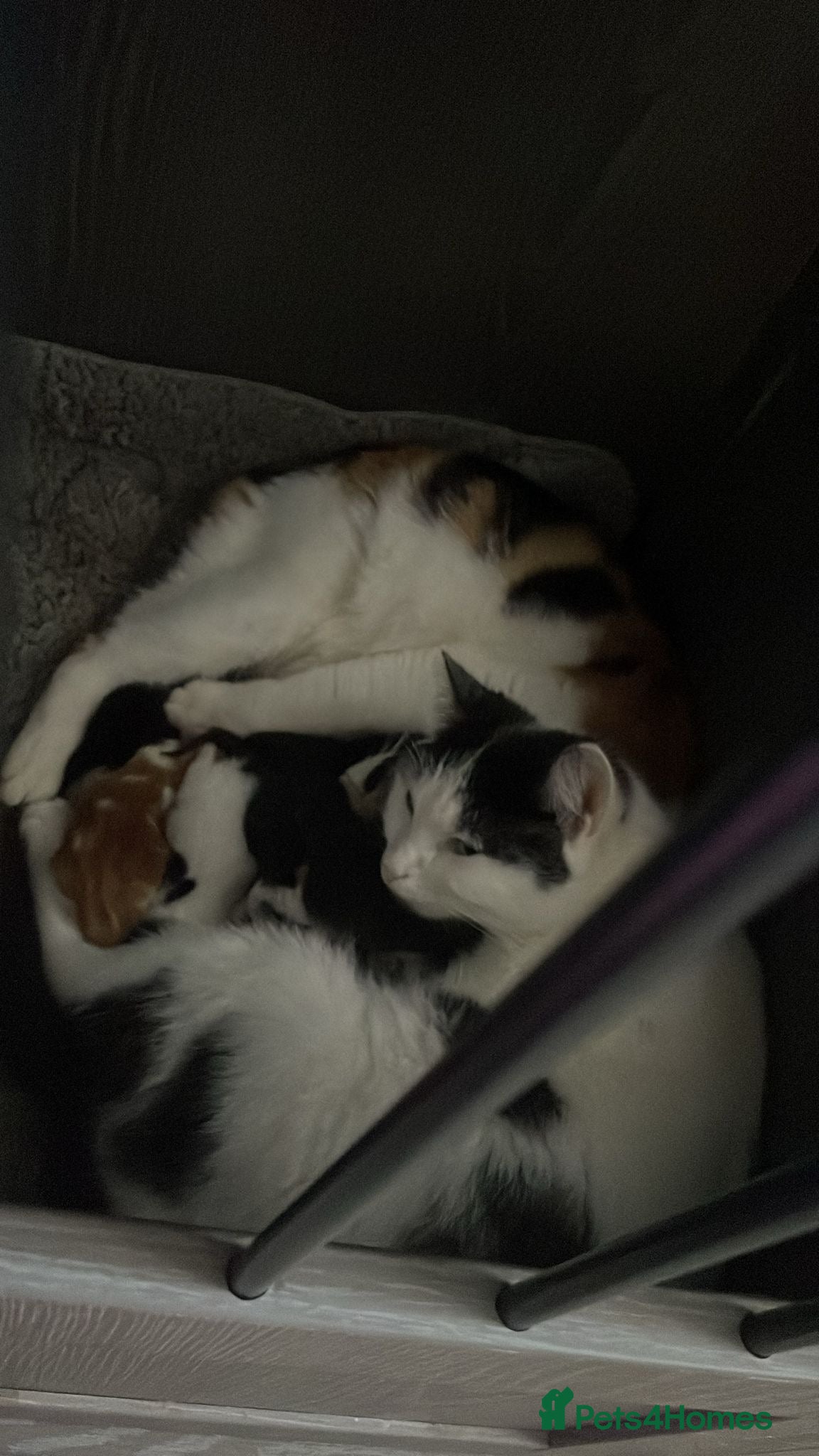 Mixed Breed cats Kittens looking for loving home  - Advert 1