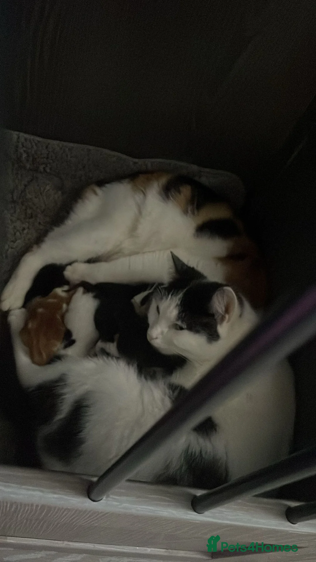 Mixed Breed cats for sale: Kittens looking for loving home  - Advert 1
