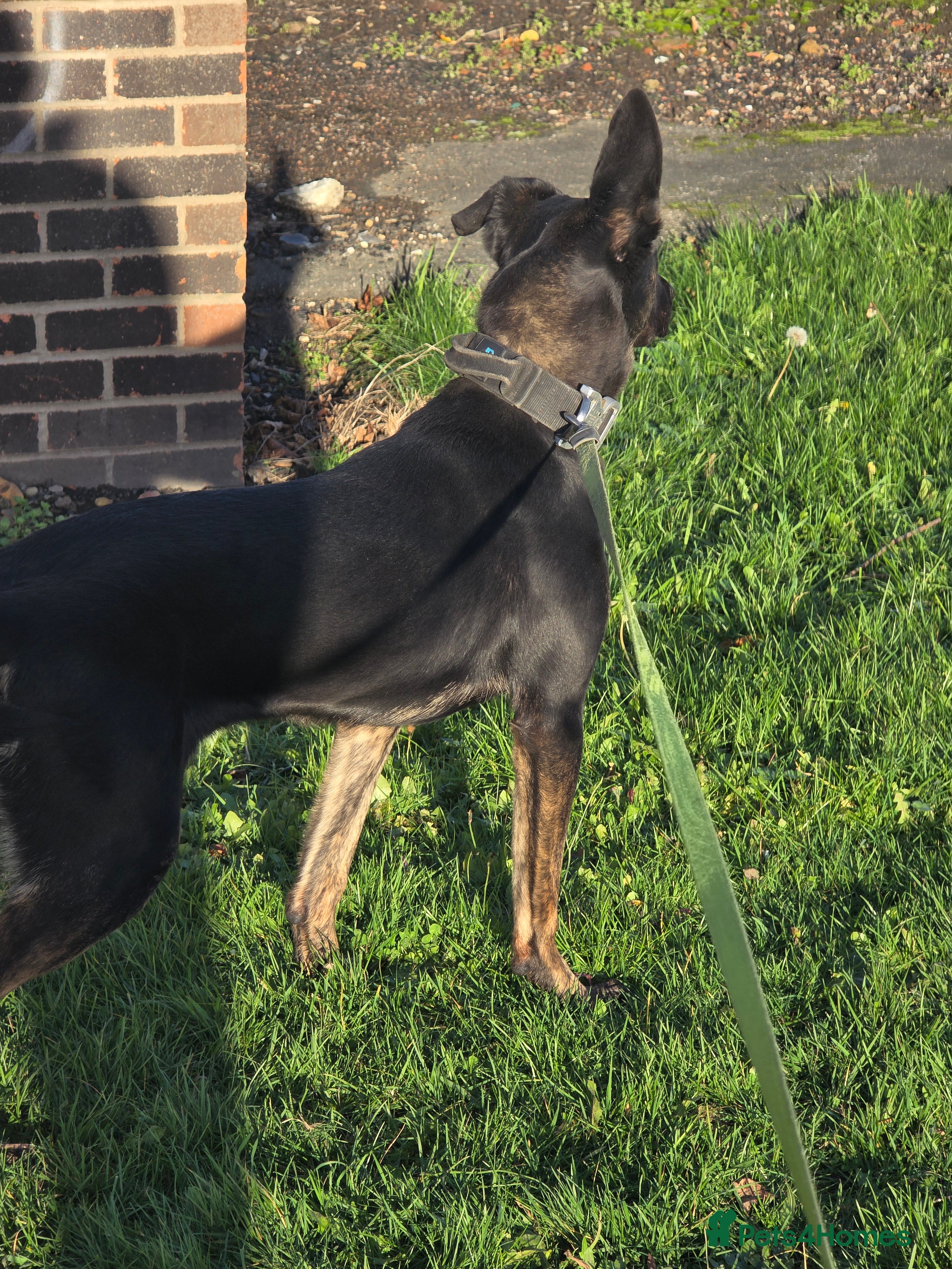 Belgian Shepherd Dog dogs Dutch shepherd female - Advert 2