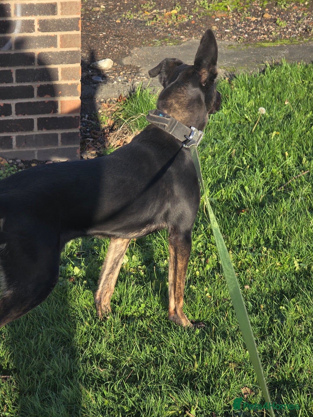 Belgian Shepherd Dog dogs for sale: Dutch shepherd female - Advert 1