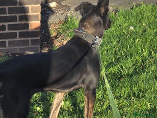 Belgian Shepherd Dog dogs Dutch shepherd female - Advert 18