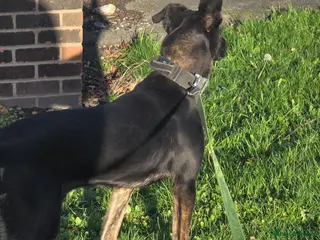 Belgian Shepherd Dog dogs Dutch shepherd female - Advert 6