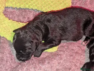 Labradoodle dogs 🐾 Labradoodle Puppies 🐾 - Advert 3