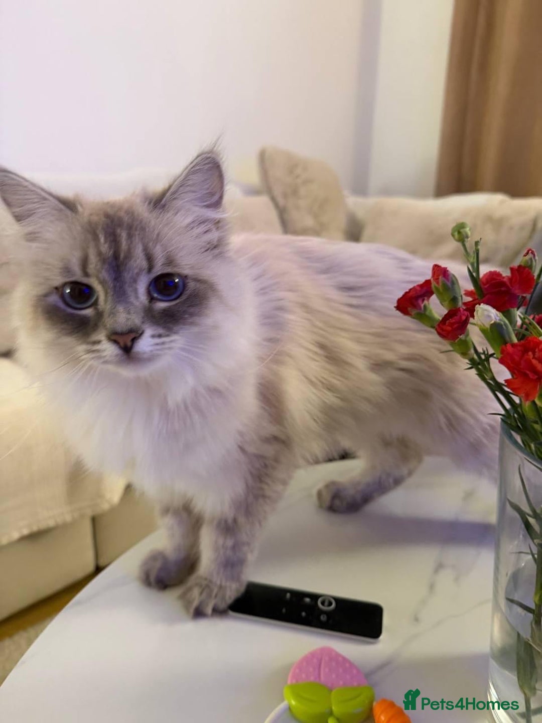 Siberian cats for sale: Rare Siberian Cats Available😻💯 - Advert 14