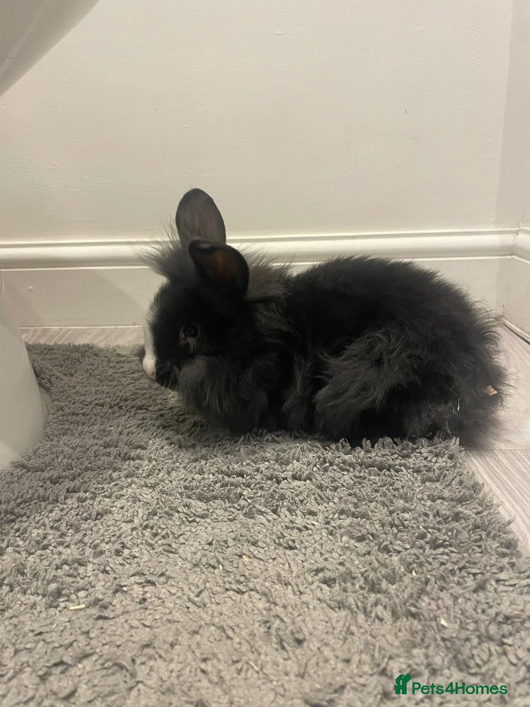 Lionhead rabbits for sale: lionhead and netherlands dwarf in Leicester - Advert 7