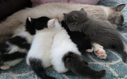 Ragdoll cats for sale: Cross ragdolls  - Image 7