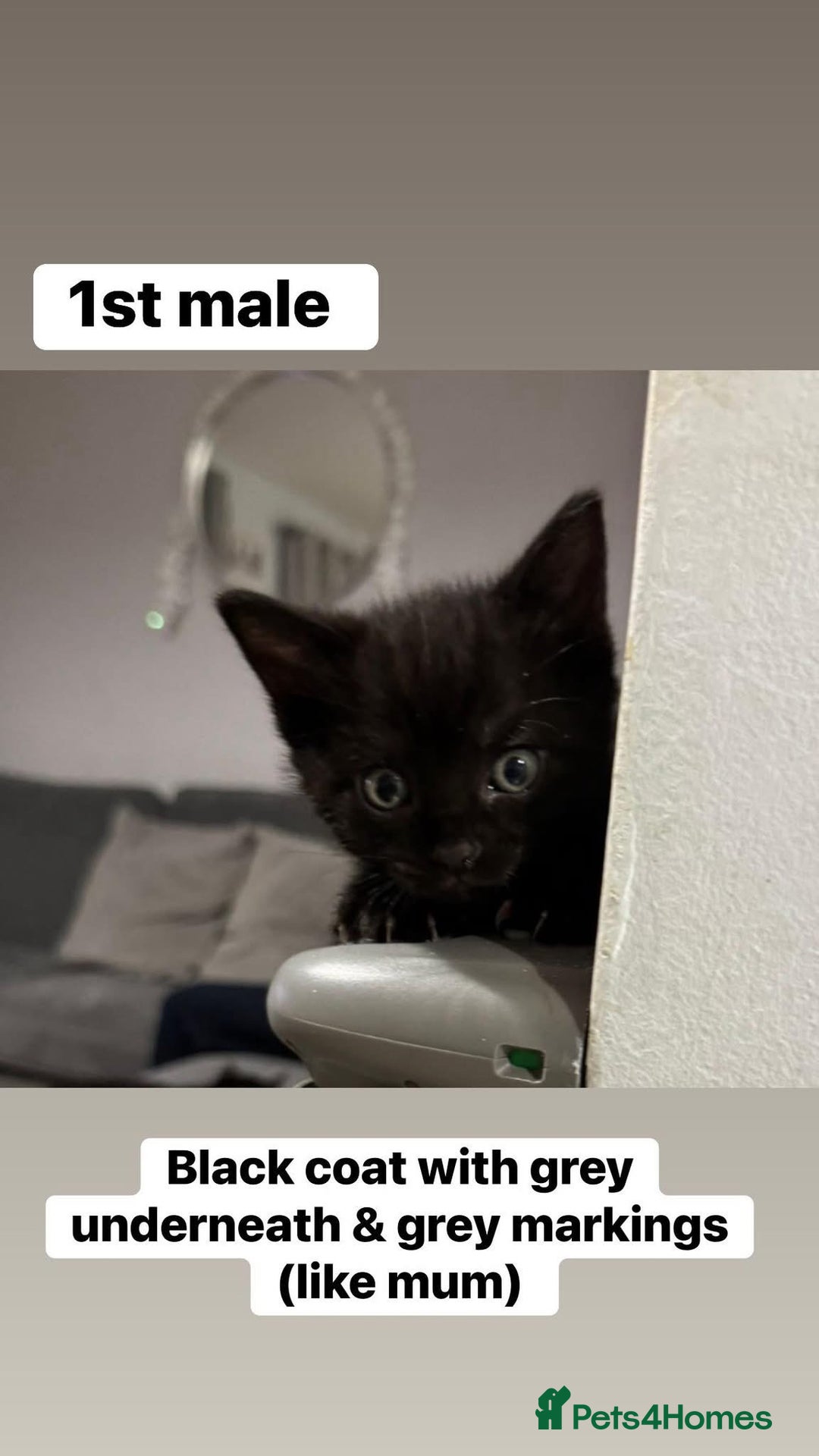 British Shorthair cats for sale: Beautiful kittens from black smoke mum  - Advert 6