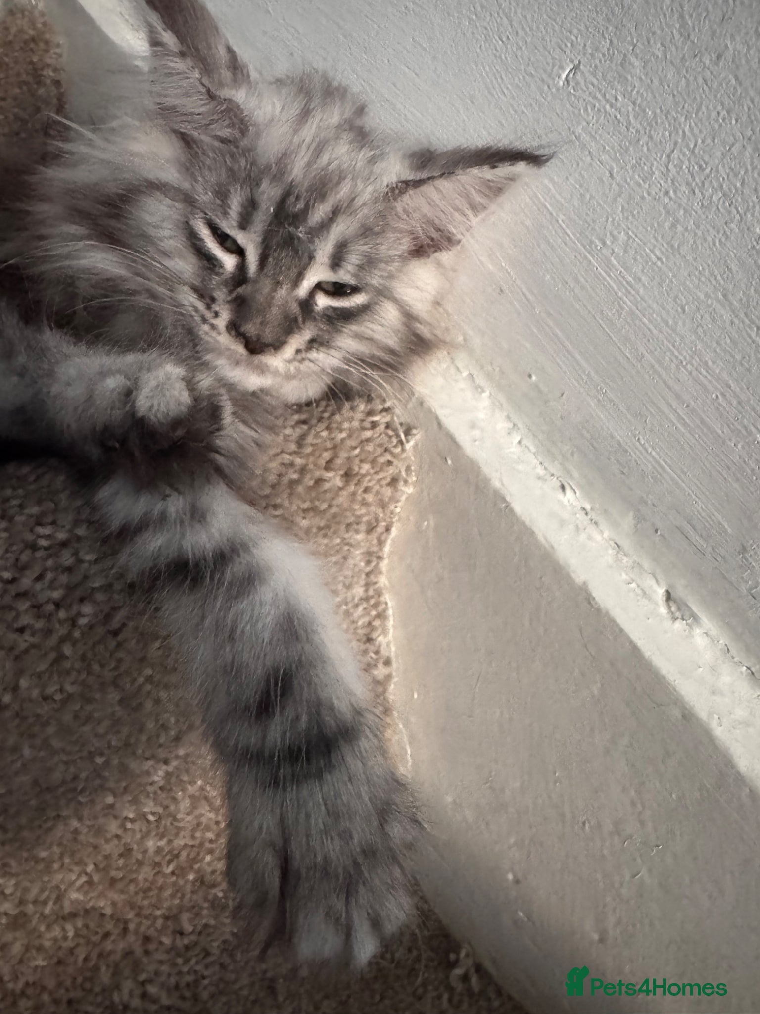 Maine Coon cats ⭐️reduced £750 2 remaining maincoon kittens⭐️ - Advert 17