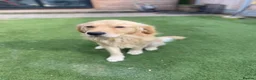 Golden Retriever dogs for sale: 🤍Cream / Platinum Golden Retriever Pups 🤍 - Advert 30