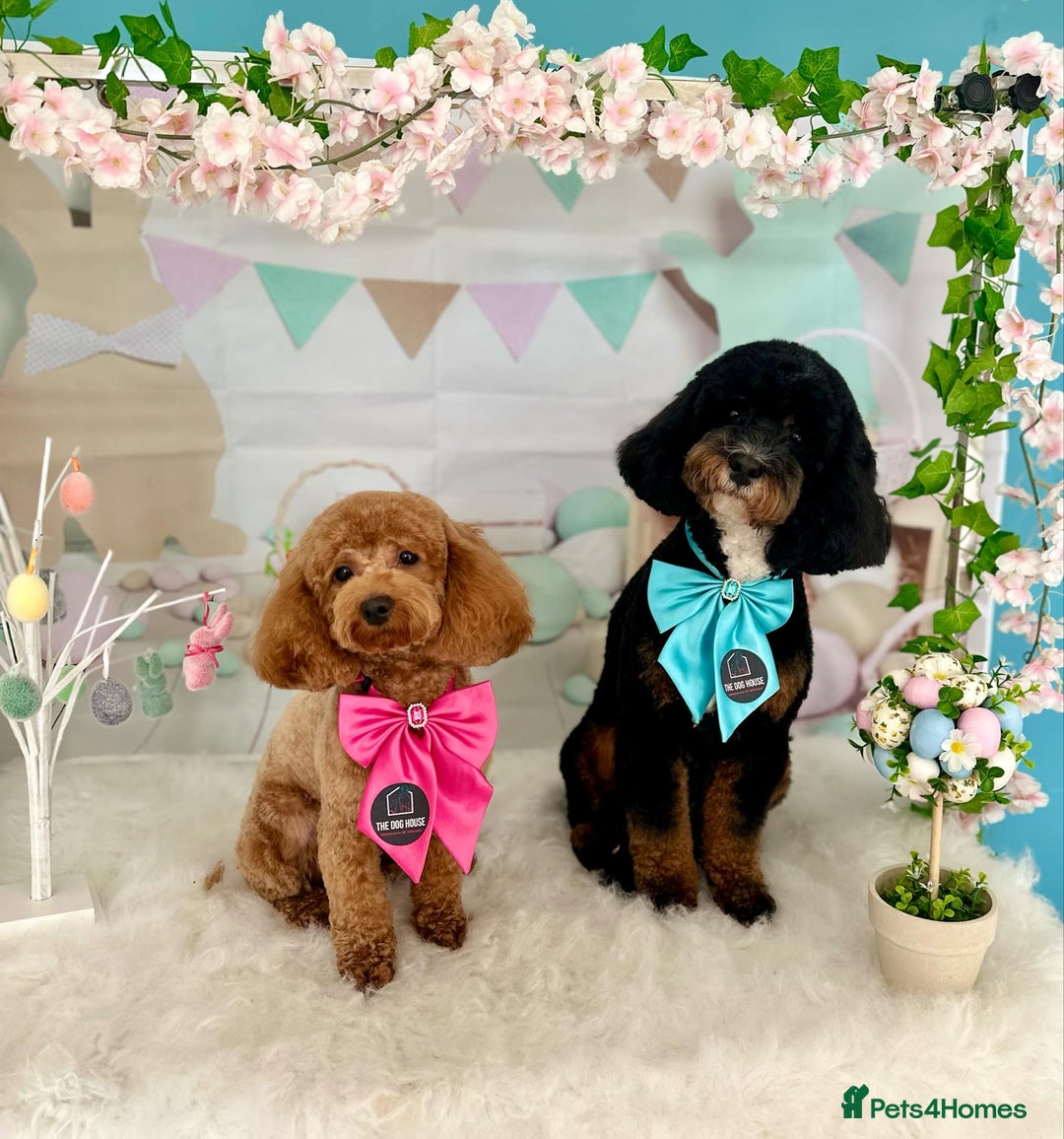 Shihpoo dogs for stud: Shih-poo for stud - Image 5