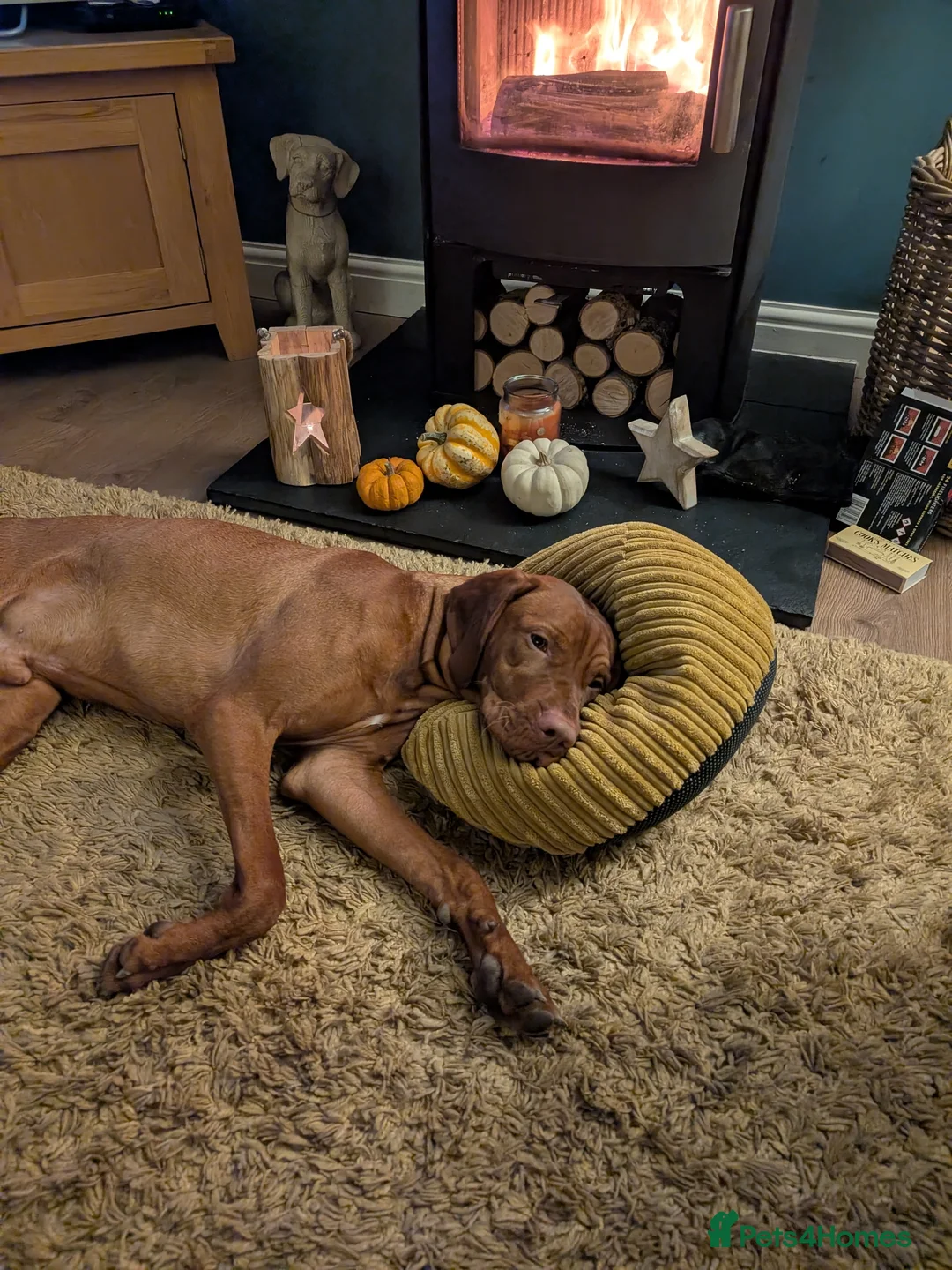 Hungarian Vizsla dogs for sale: Hungarian Visla  - Advert 6