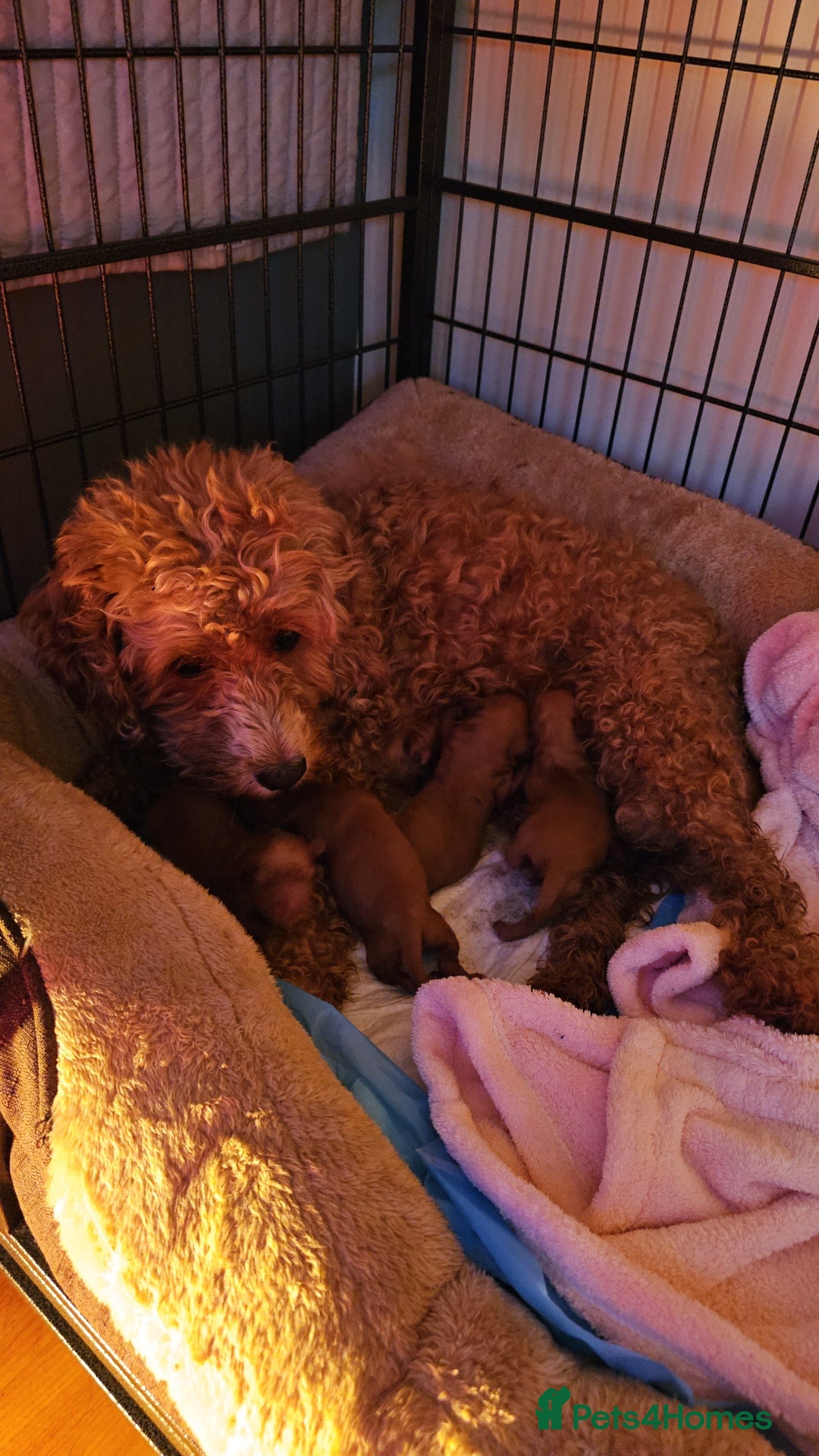 Cavapoo dogs for sale: Gorgeous Cavapoo Puppies  - Advert 2