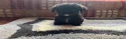 Cavalier King Charles Spaniel dogs for sale: Adorable Cavalier King Charles x Mini Poodle Pups - Advert 12
