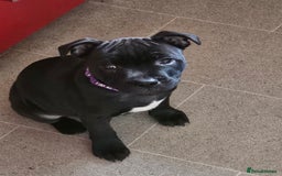 Staffordshire Bull Terrier dogs for sale: Stunning black girl - Image 1