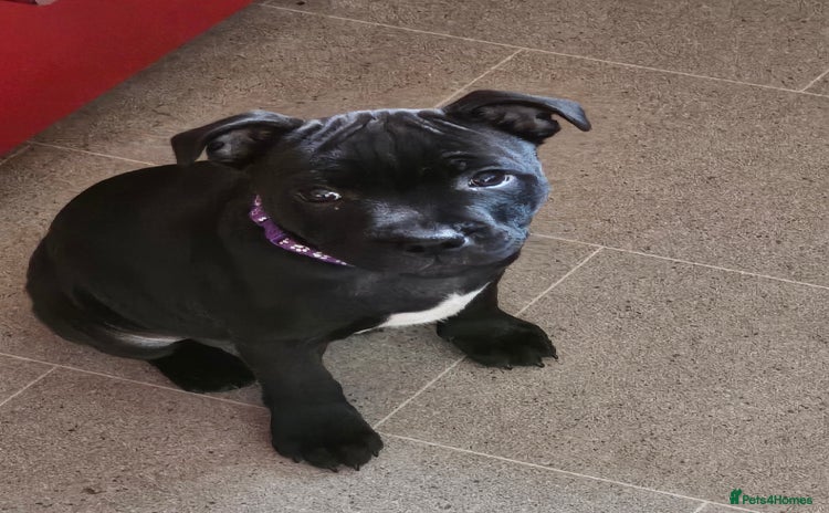 Staffordshire Bull Terrier dogs - Advert 7