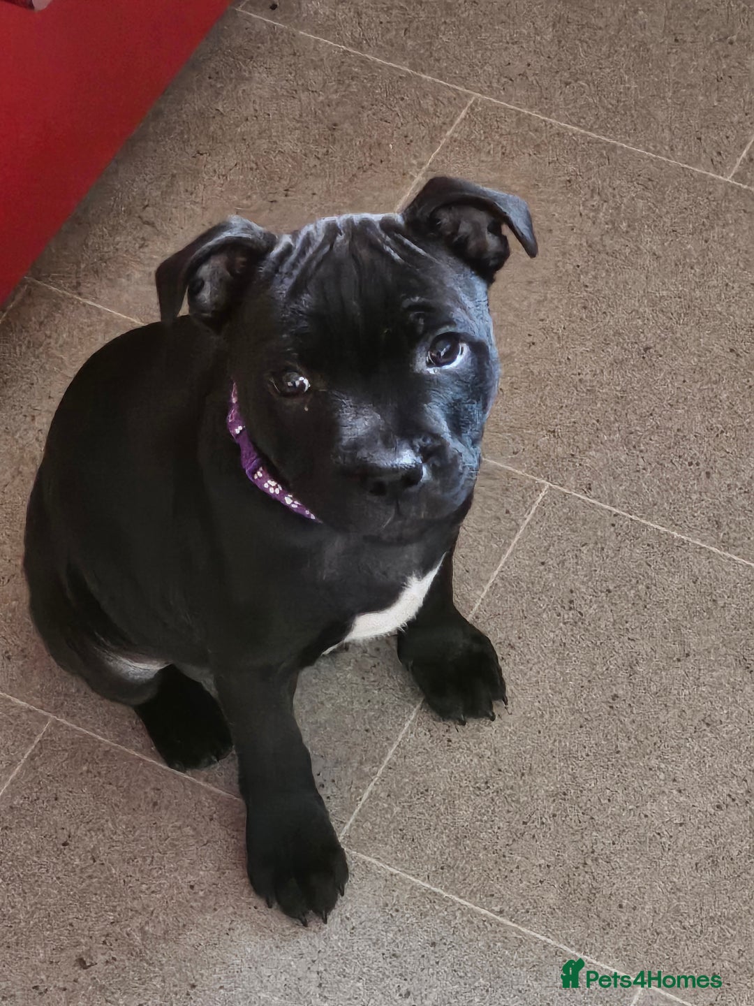 Staffordshire Bull Terrier dogs for sale: Stunning black girl - Image 1