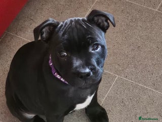 Staffordshire Bull Terrier dogs - Advert 5