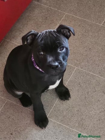Staffordshire Bull Terrier dogs - Advert 2