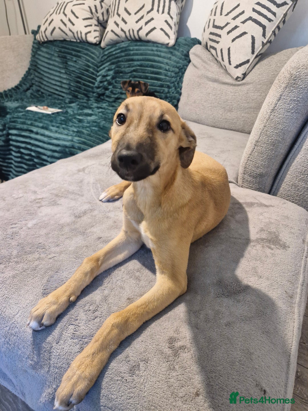 Mixed Breed dogs for sale: Wippet cross puppy - Advert 6