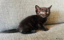 Domestic Shorthair cats for sale: Beautiful kittens  - Image 5